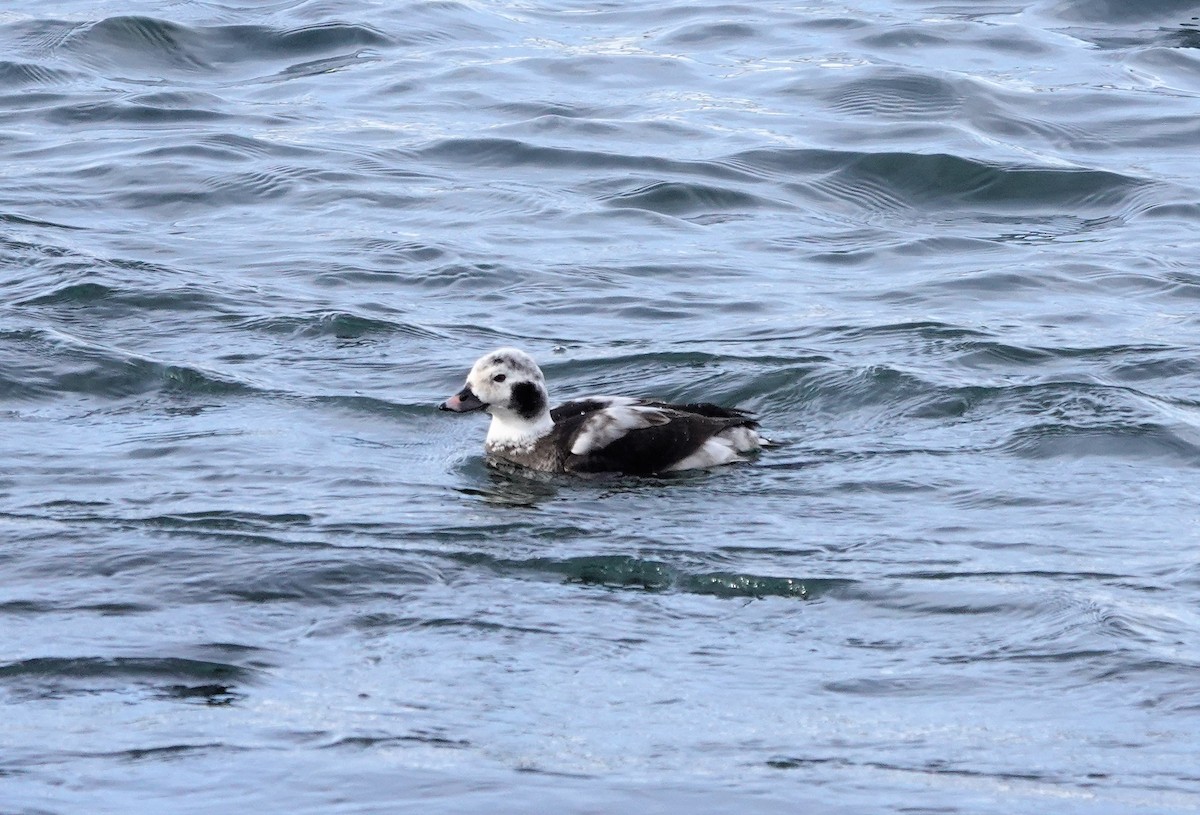 Long-tailed Duck - Lorrie Anderson