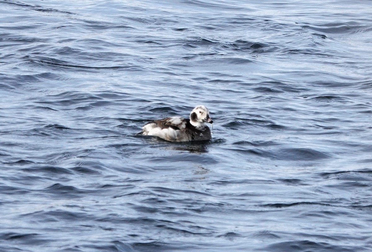 Long-tailed Duck - ML293430061
