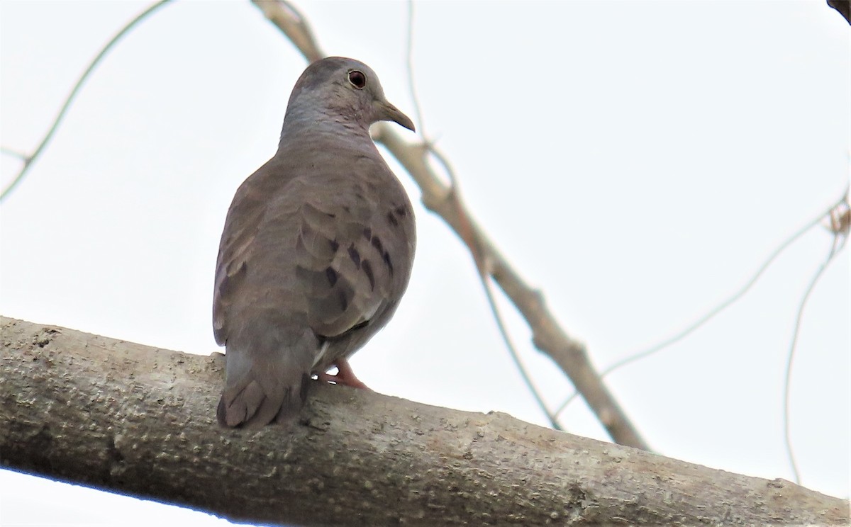 Plain-breasted Ground Dove - ML293430201