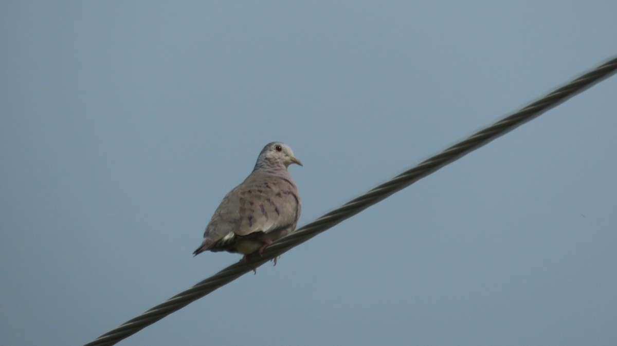 Plain-breasted Ground Dove - Oliver  Komar