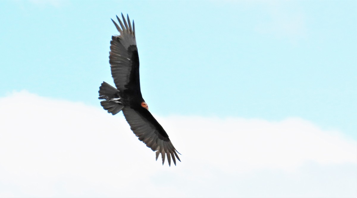 Lesser Yellow-headed Vulture - Oliver  Komar
