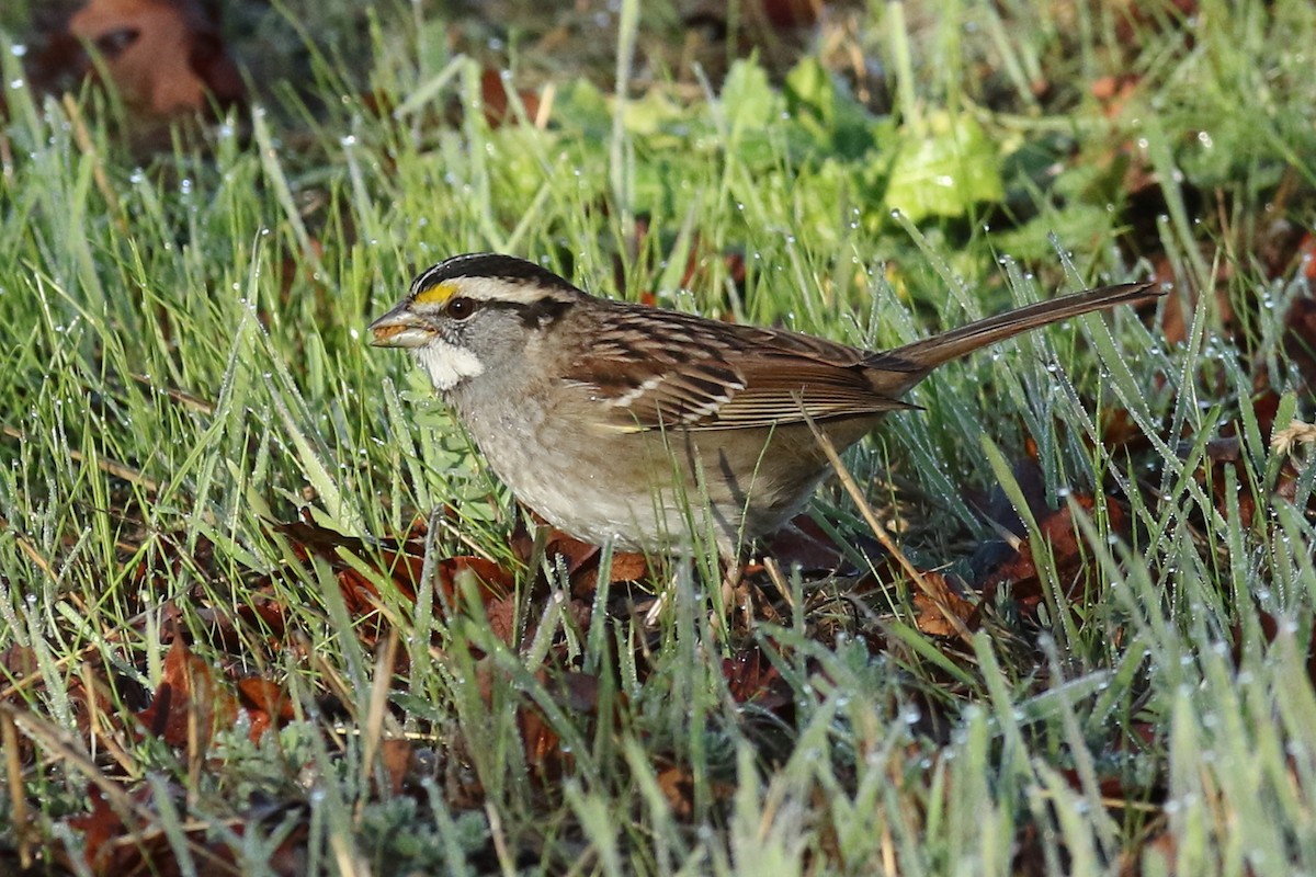 White-throated Sparrow - David Yeamans