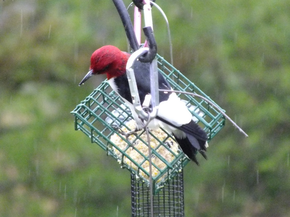 Red-headed Woodpecker - Jack Crast