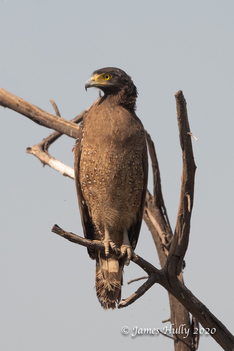 Crested Serpent-Eagle - ML293442821