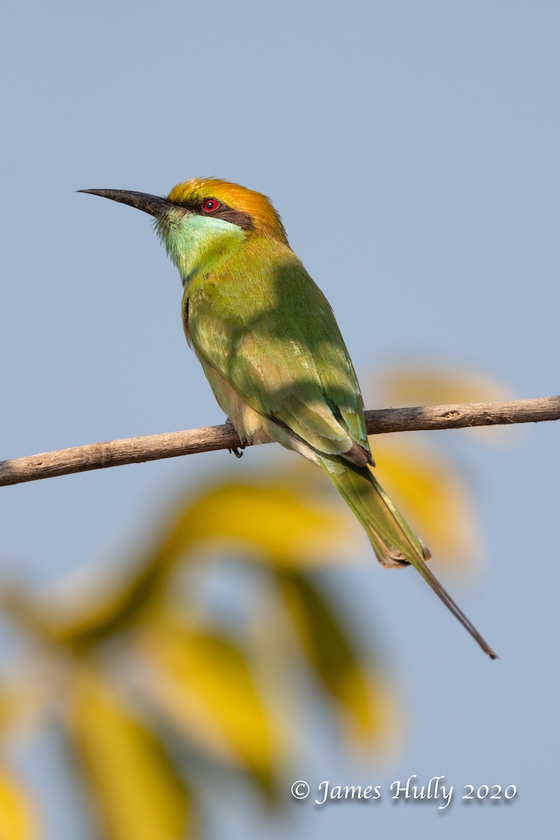 Asian Green Bee-eater - ML293442941