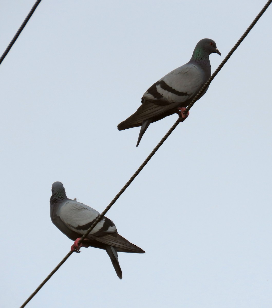 Rock Pigeon (Feral Pigeon) - ML293443421