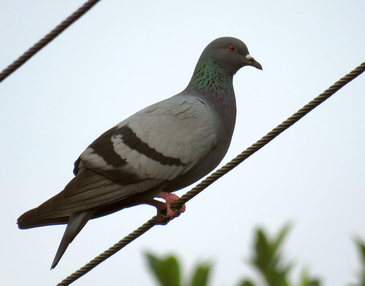 Rock Pigeon (Feral Pigeon) - ML293443441