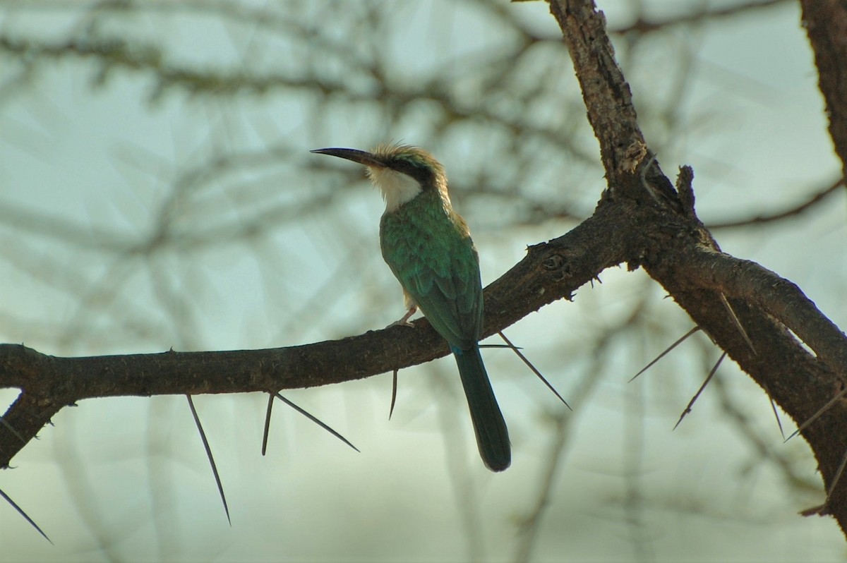 Somali Bee-eater - Linda Milam