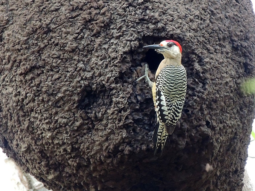 West Indian Woodpecker - Richard Garrigues