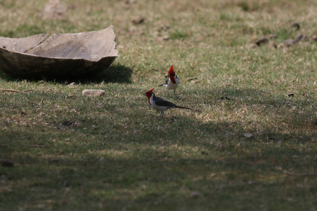 Red-crested Cardinal - ML293448211