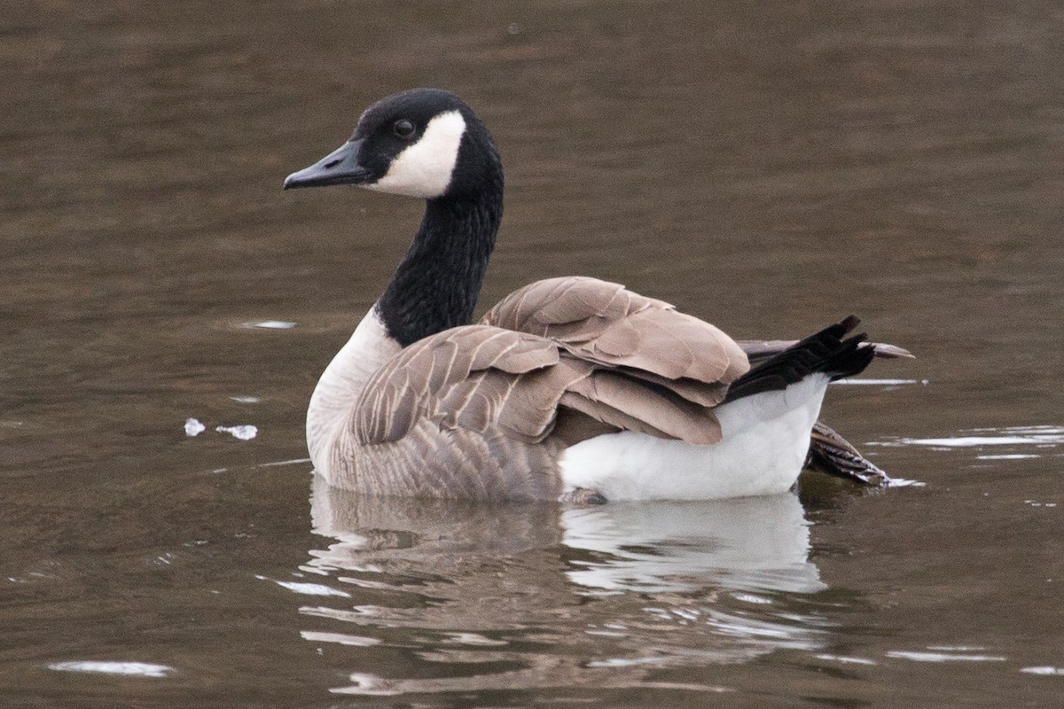 Canada Goose (canadensis Group) - ML293449261