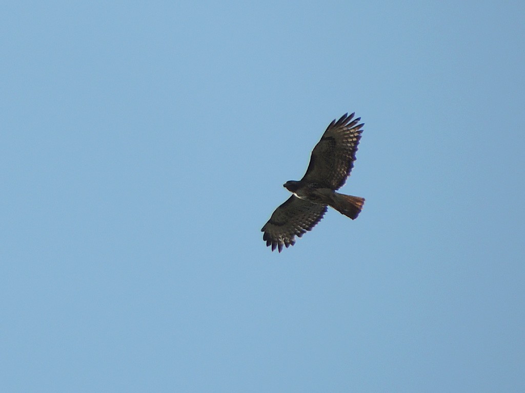 Red-tailed Hawk (solitudinis) - ML29344961
