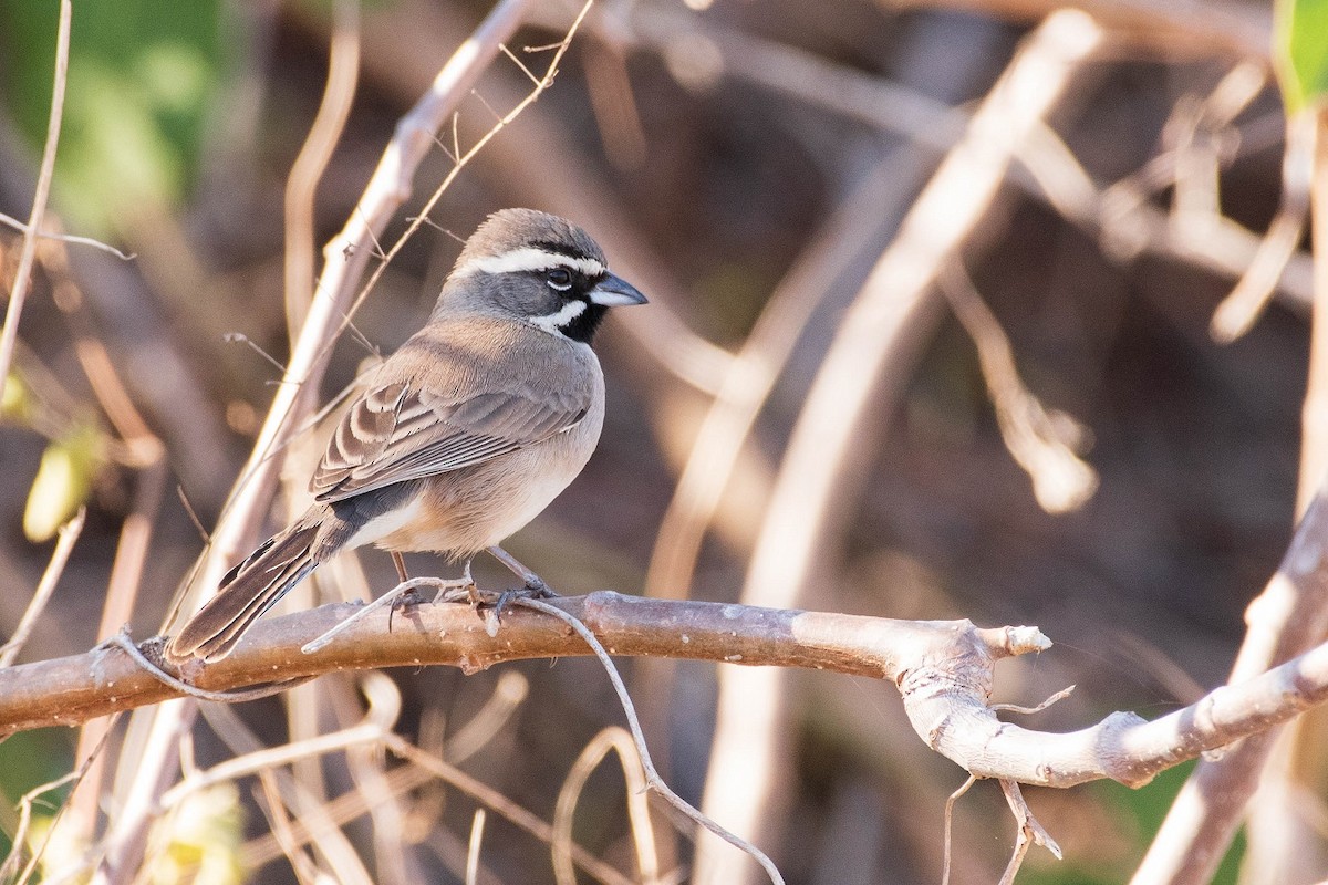 Black-throated Sparrow - ML293455631