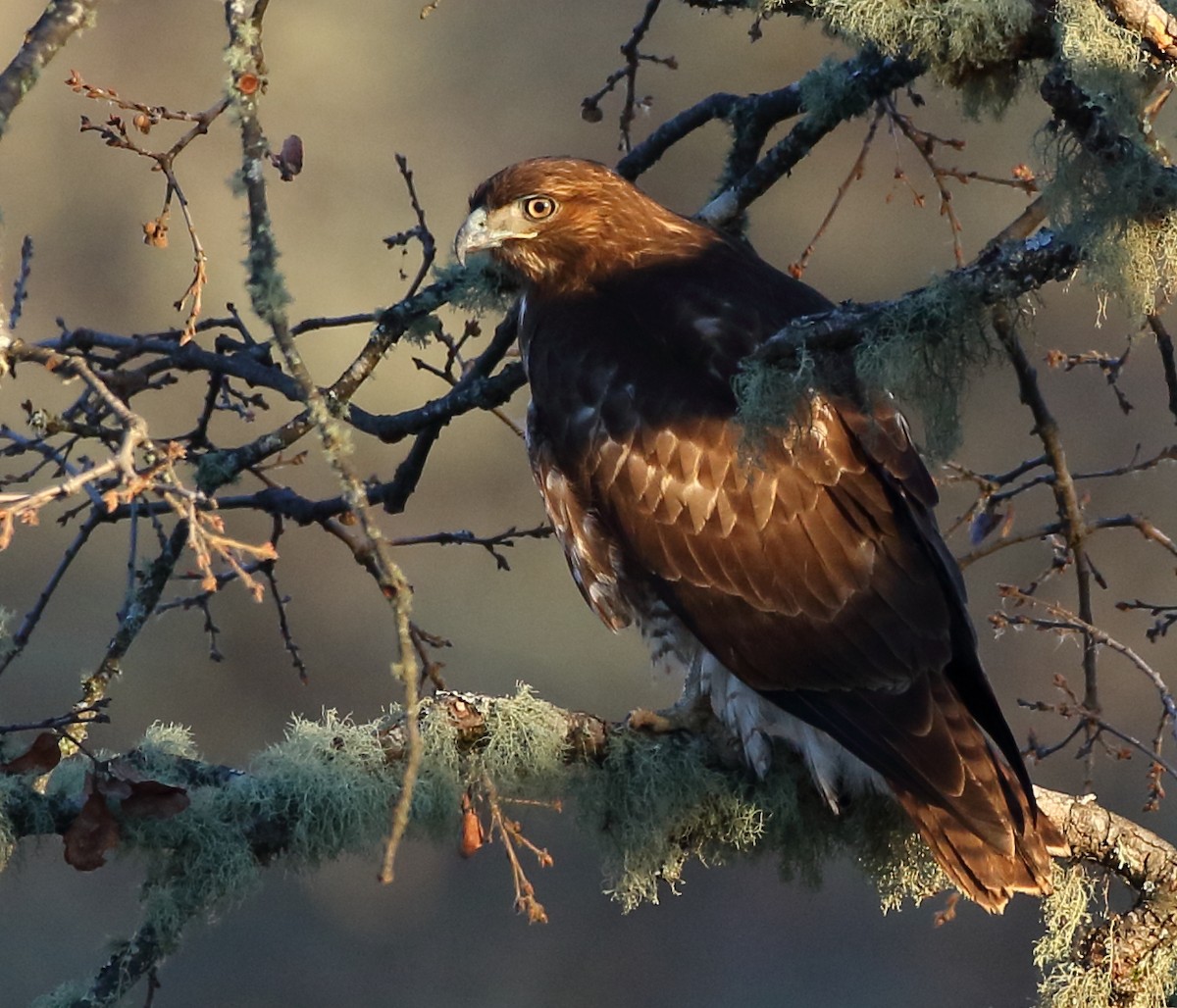 Red-tailed Hawk - ML293455741