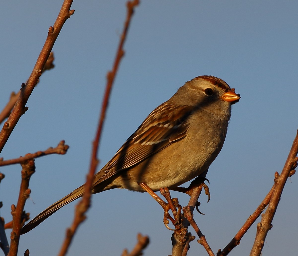 White-crowned Sparrow - ML293455801