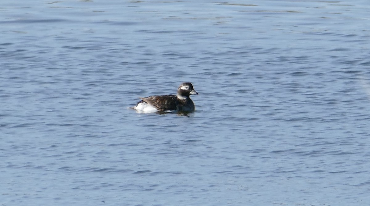 Long-tailed Duck - ML29345651