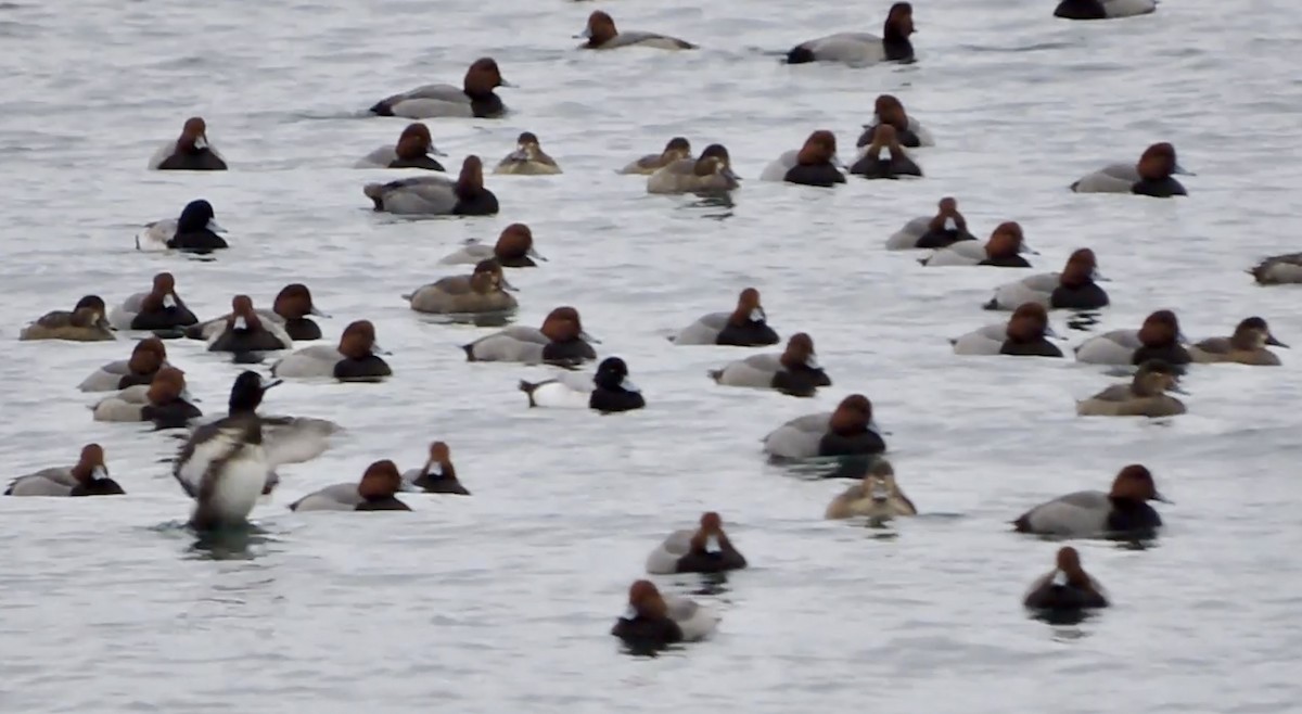 Greater Scaup - ML293456531