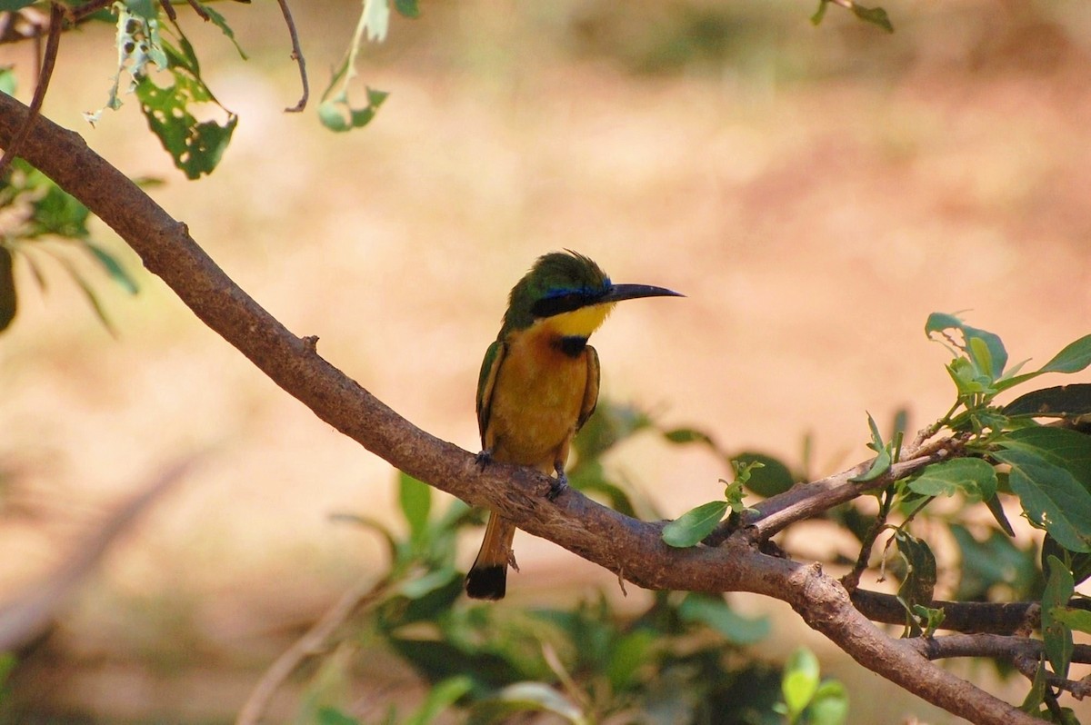 Little Bee-eater - Linda Milam