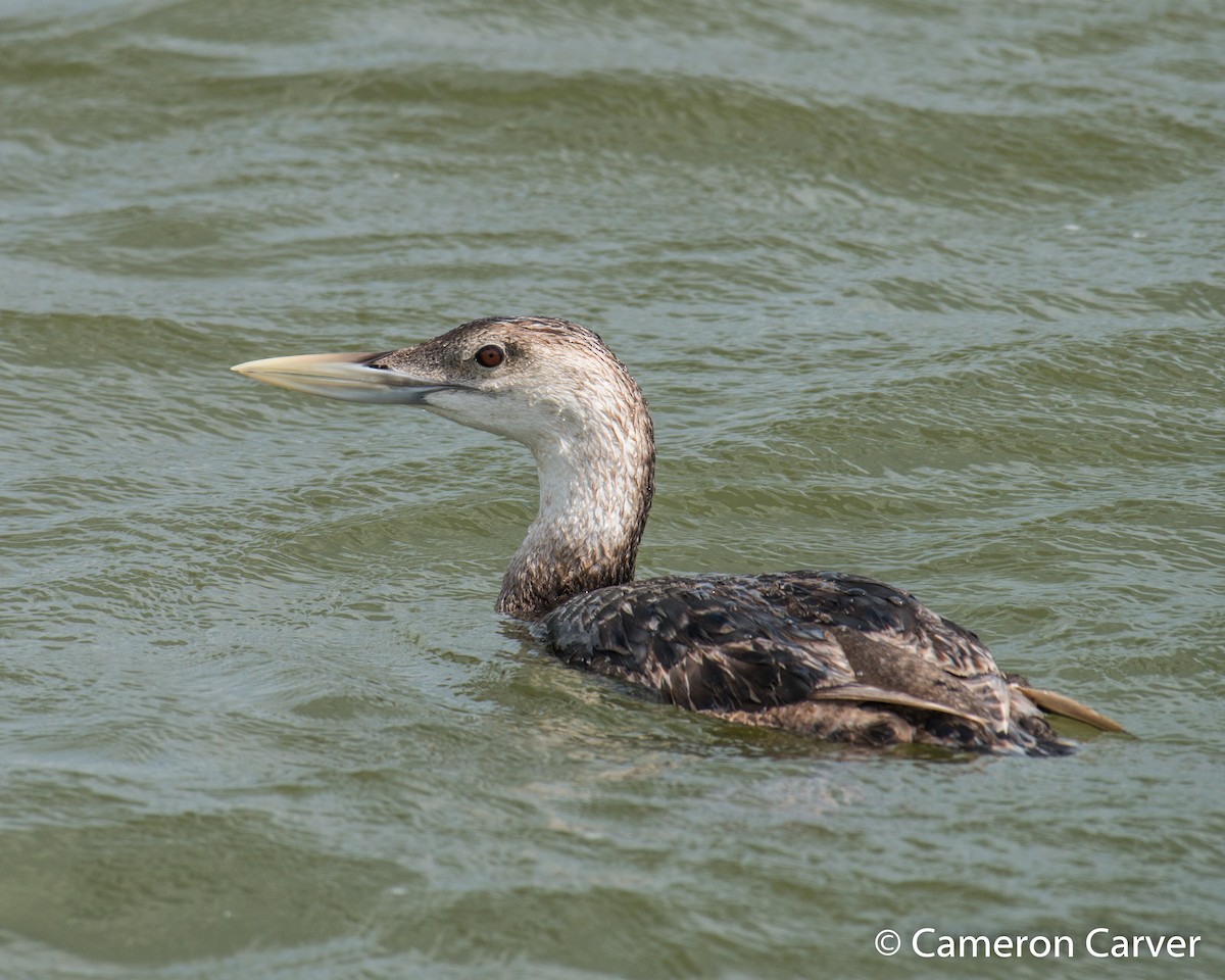 Yellow-billed Loon - Cameron Carver