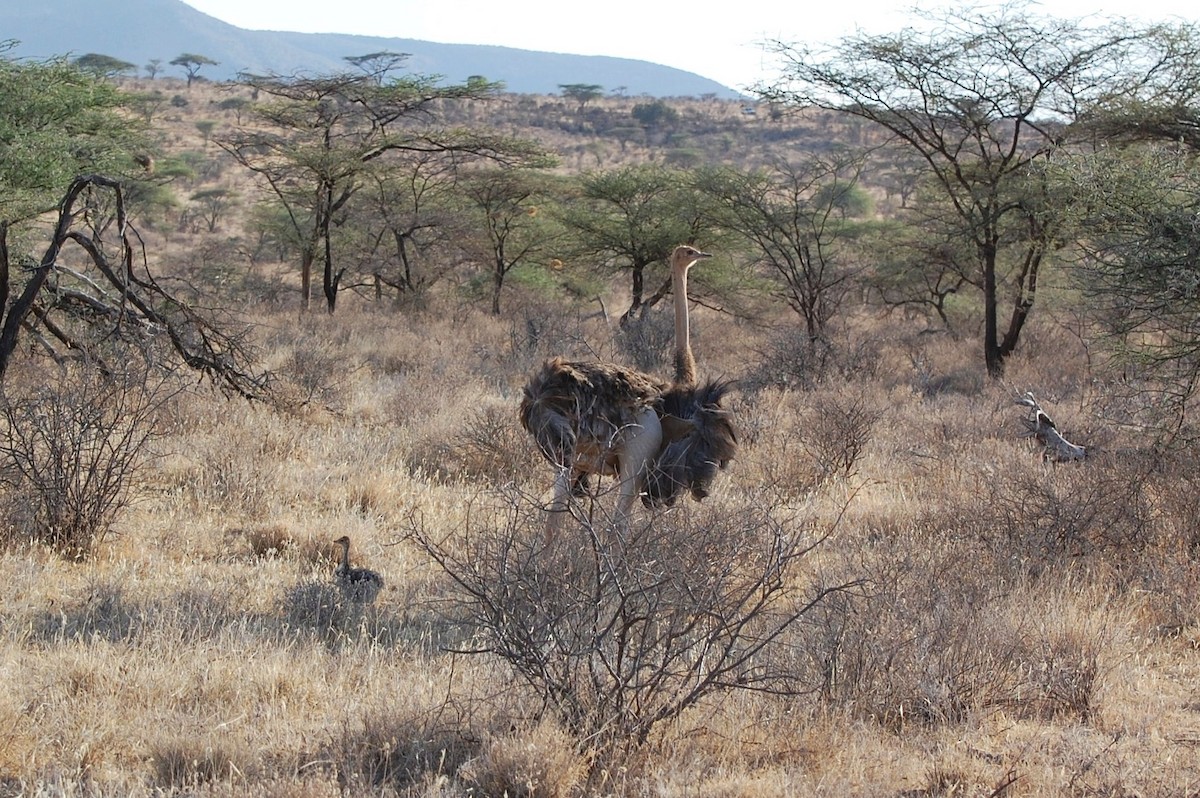 Somali Ostrich - ML293463161
