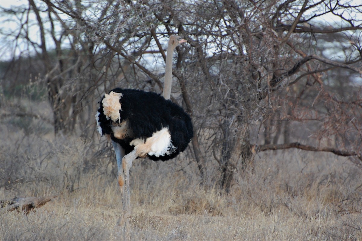 Somali Ostrich - ML293463291