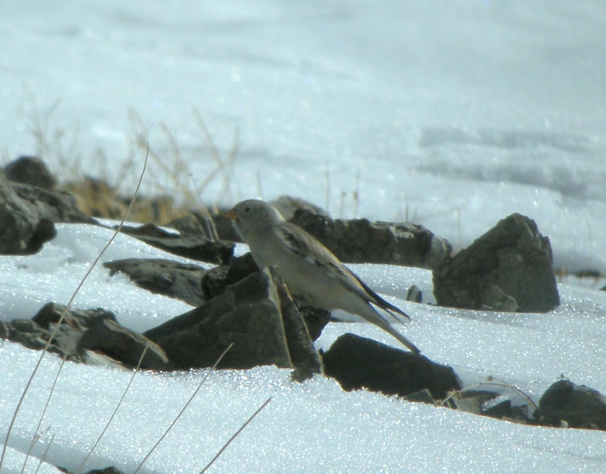 Black-winged Snowfinch - Keith Langdon