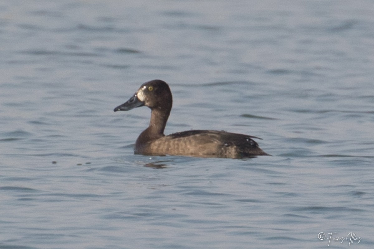 Tufted Duck - Fawas Illias