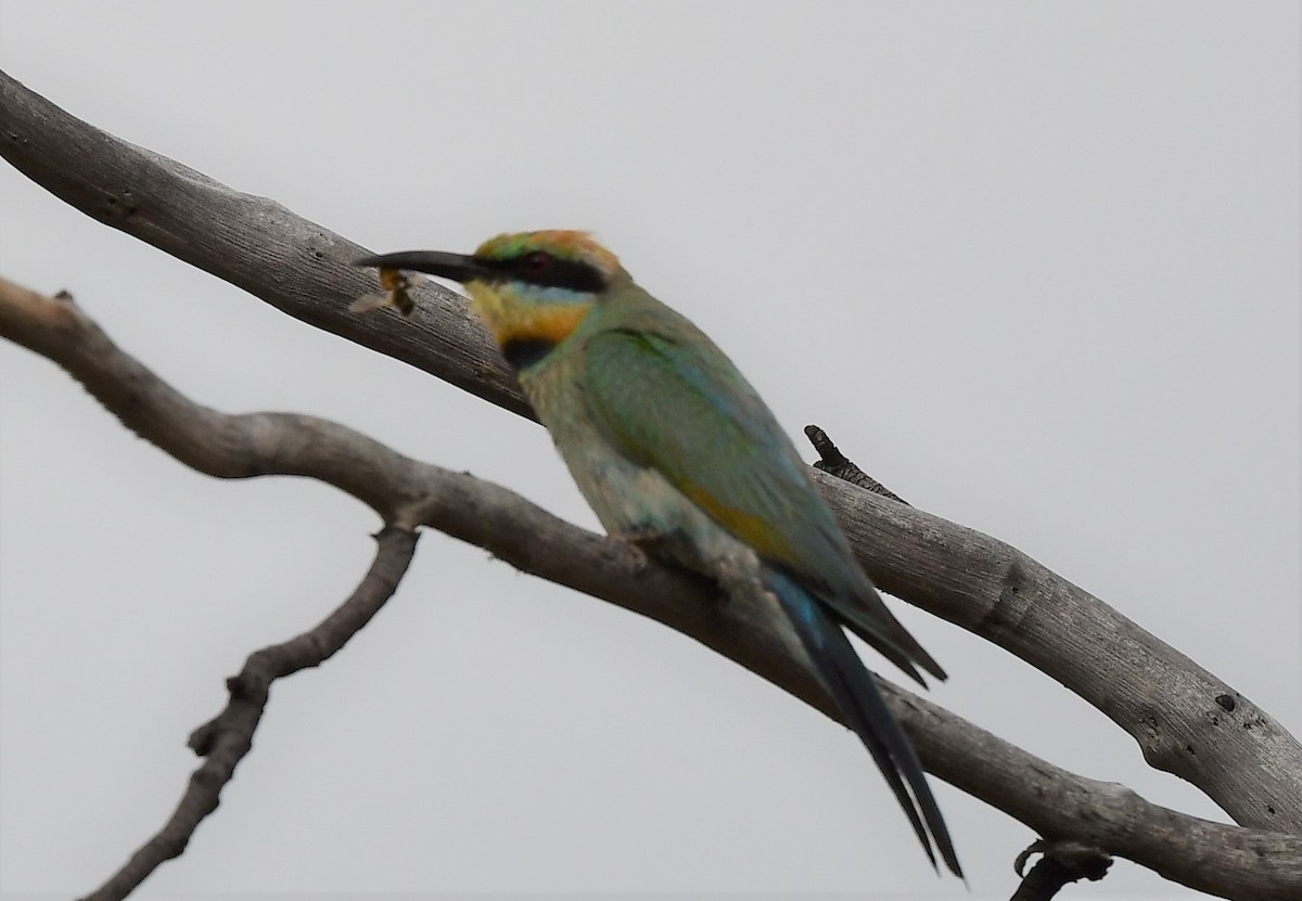 Rainbow Bee-eater - Robert McTrusty