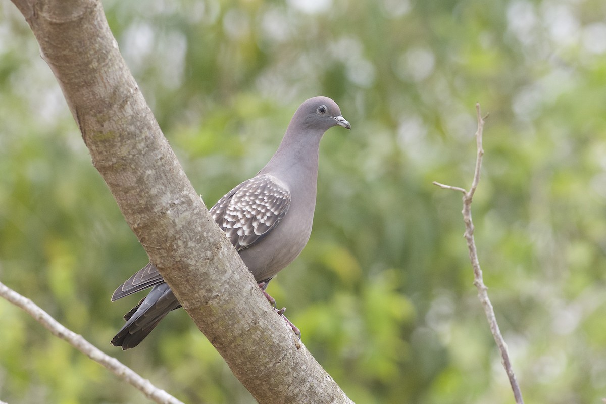 Spot-winged Pigeon - Daniel Field