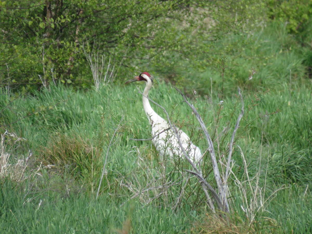 Whooping Crane - Rick Anderson