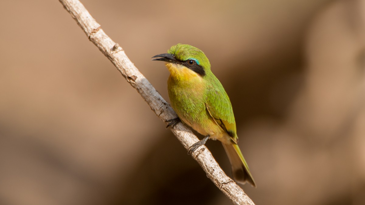 Little Bee-eater - ML293487021