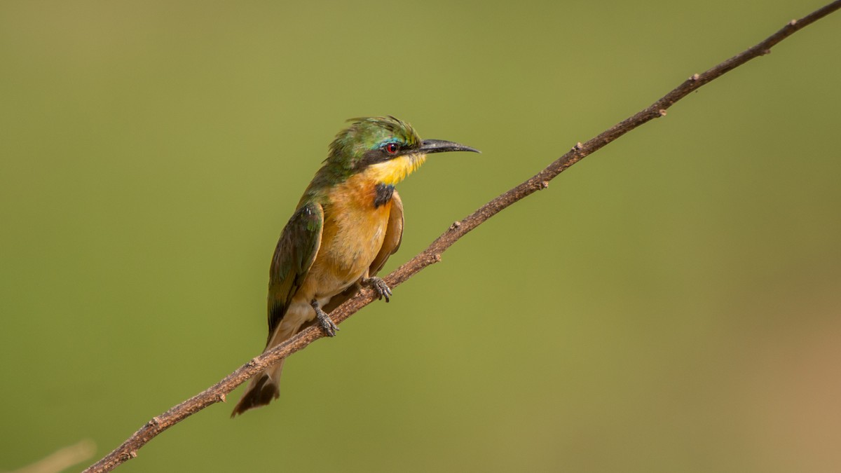 Little Bee-eater - Eric van Poppel