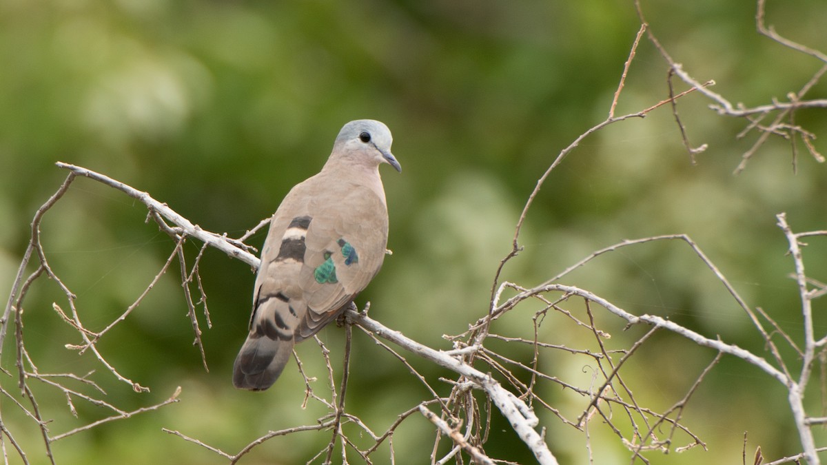 Emerald-spotted Wood-Dove - Eric van Poppel