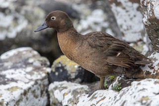 Auckland Islands Teal, ML293489741