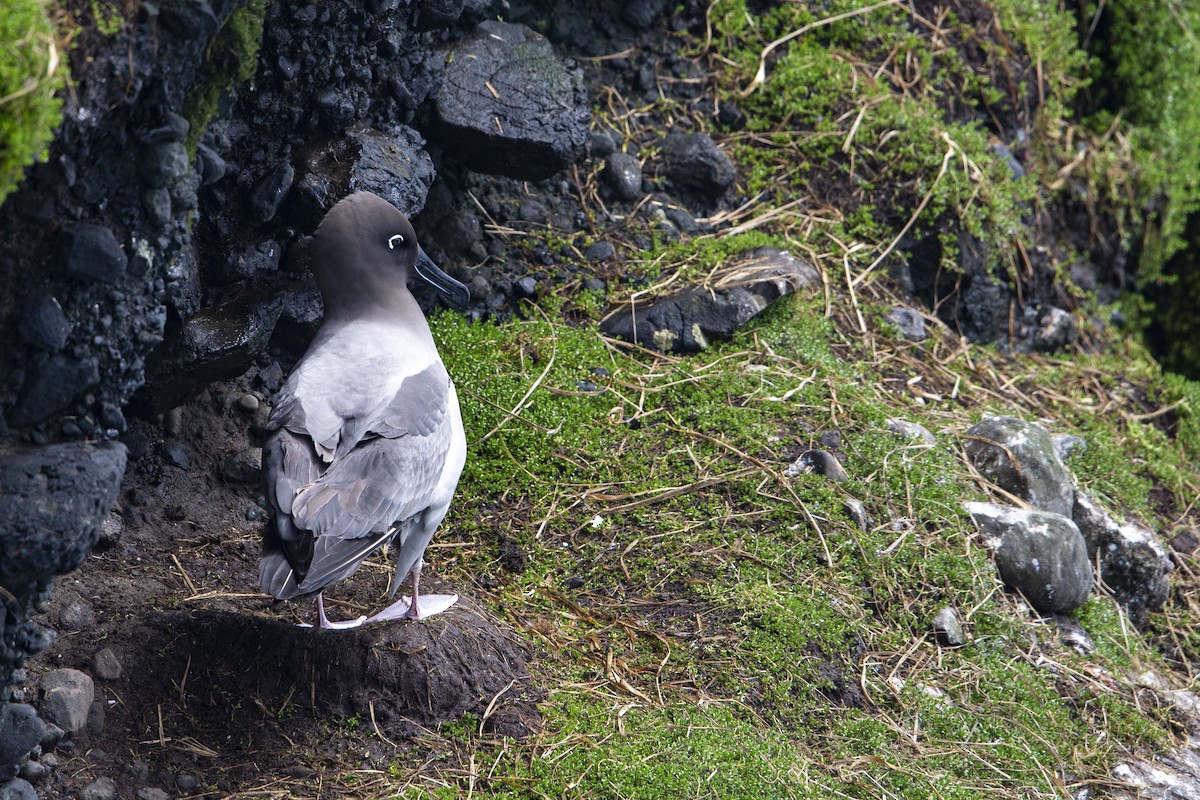 Light-mantled Albatross - Michael Stubblefield