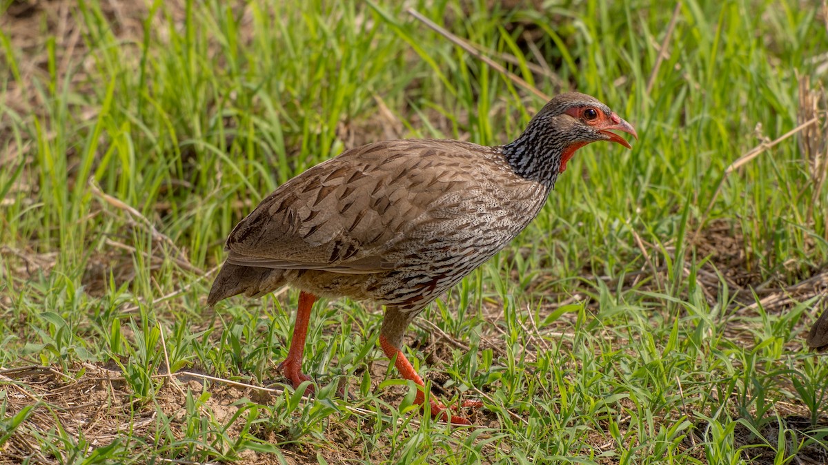 Red-necked Spurfowl - ML293490401