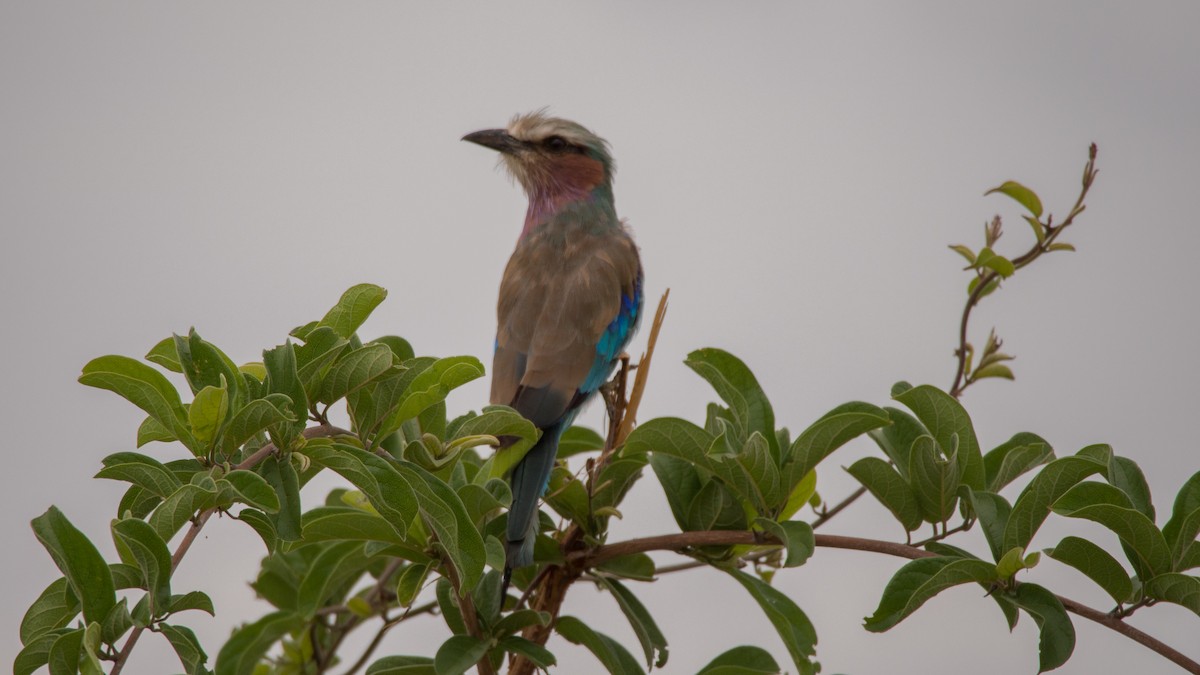 Racket-tailed Roller - ML293490491