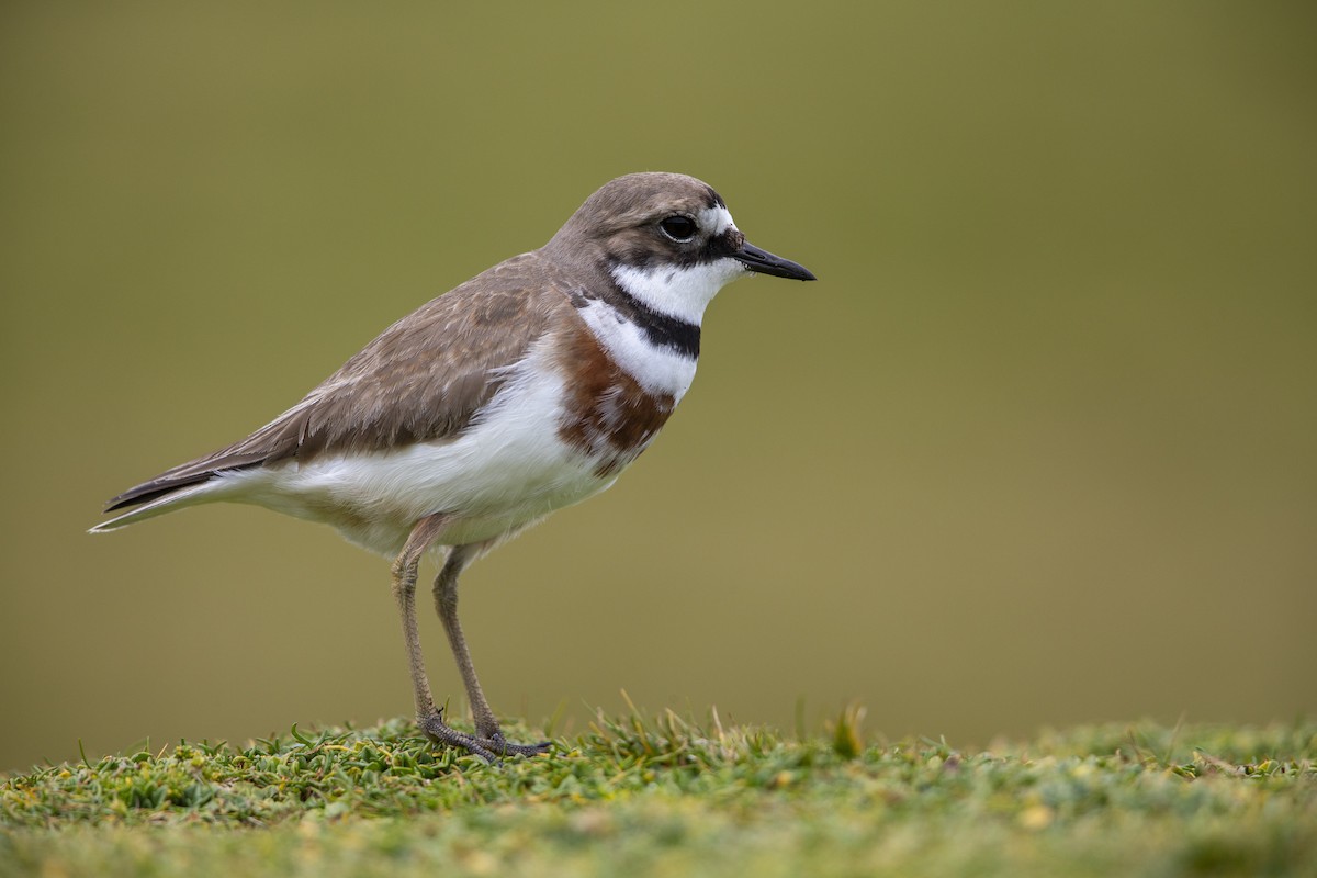 Double-banded Plover - ML293490871
