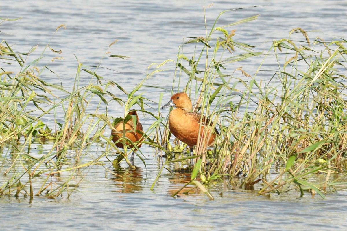 Fulvous Whistling-Duck - ML293496411
