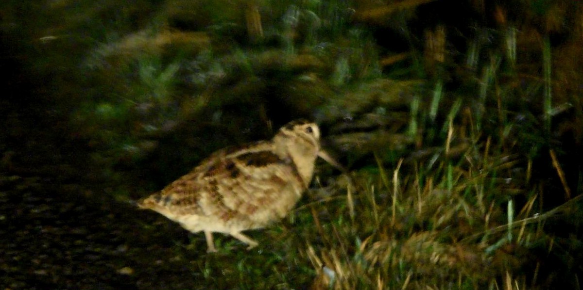 Eurasian Woodcock - Blair Whyte