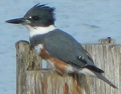 Belted Kingfisher - ML293498971