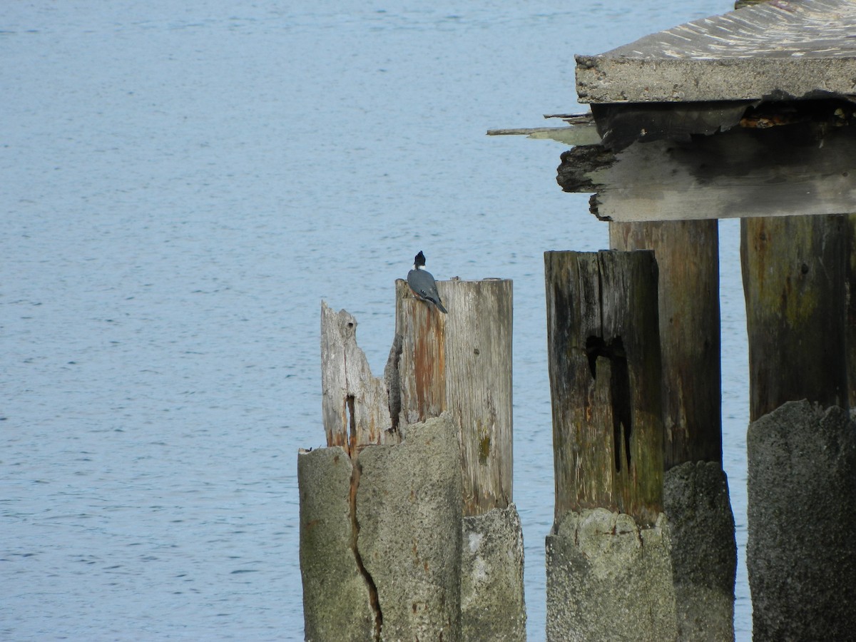 Belted Kingfisher - ML293499001