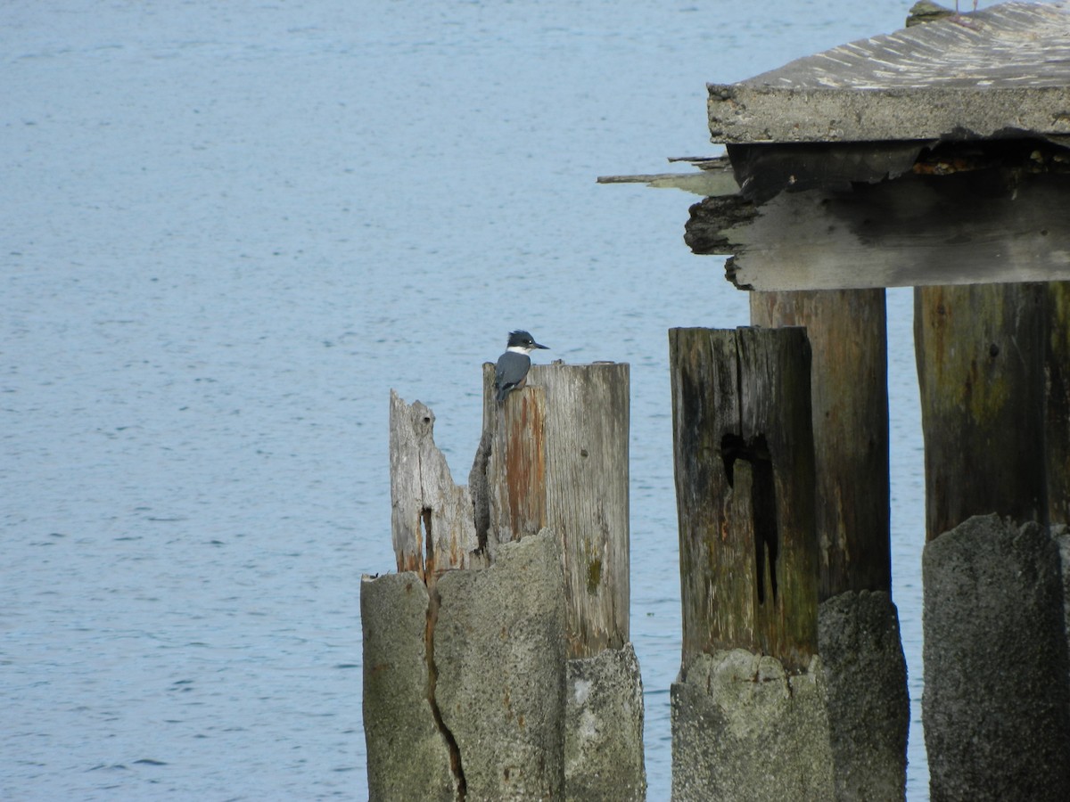 Belted Kingfisher - ML293499051
