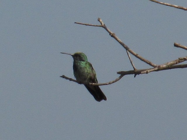 Sombre Hummingbird - ML293503421