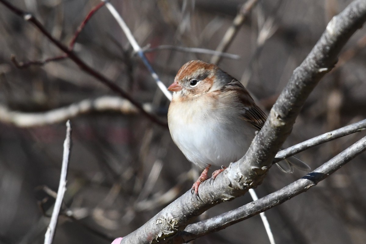 Field Sparrow - Barry Blust