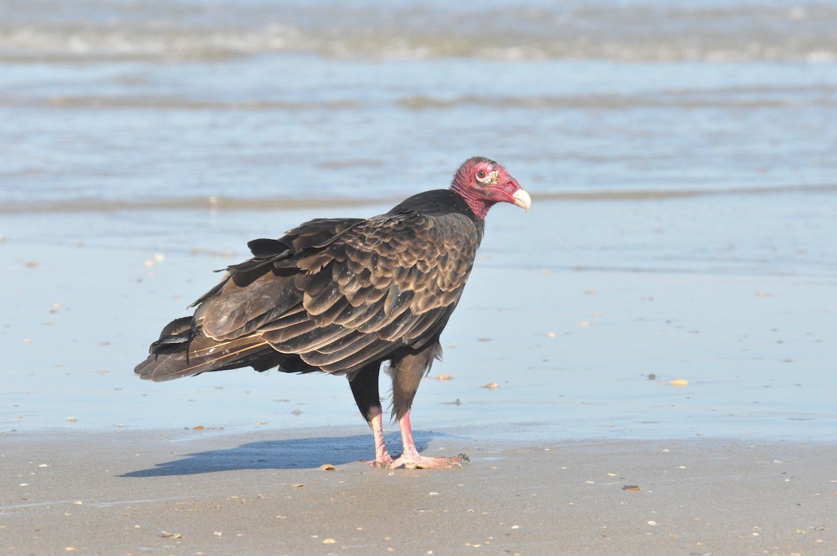 Turkey Vulture - Steve Dowlan