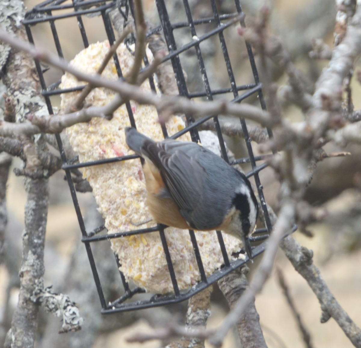 Red-breasted Nuthatch - ML293510311