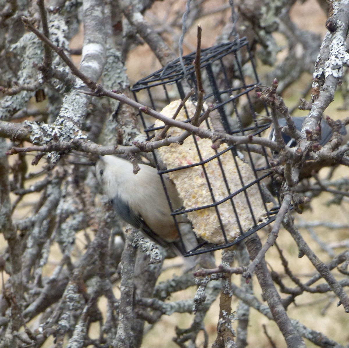 White-breasted Nuthatch - ML293510321