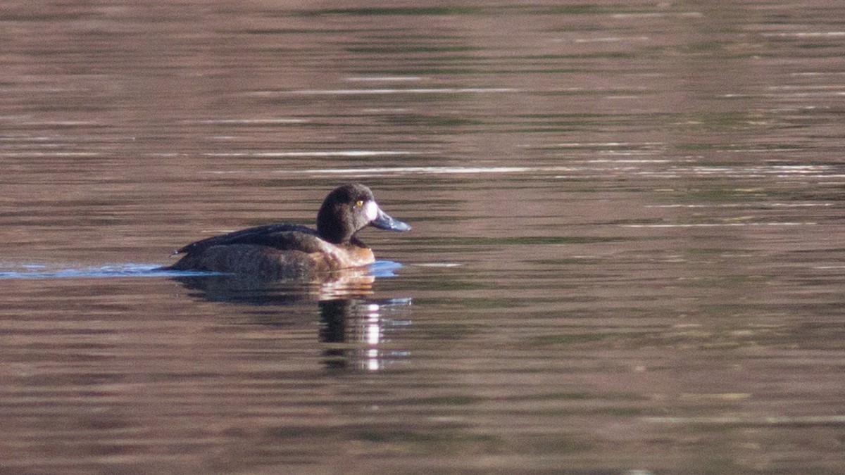 Greater Scaup - ML293511921