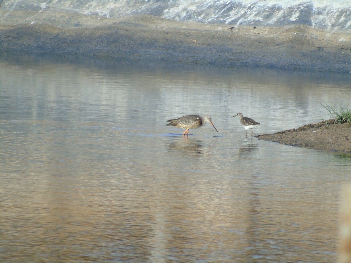 Spotted Redshank - ML293516031